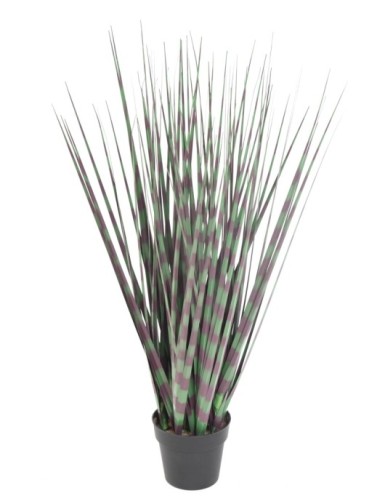 MISCANTHUS ZEBRAGRAS...