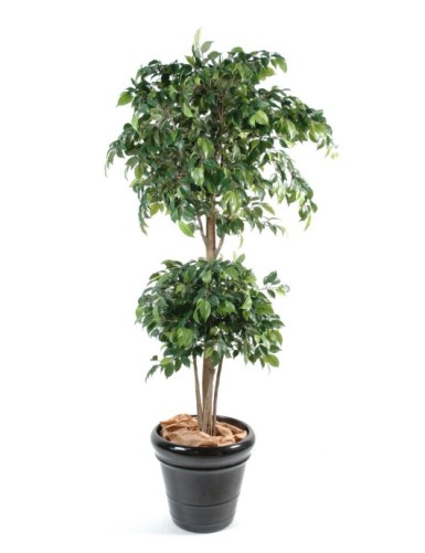 FICUS DOBLE ESFERA
