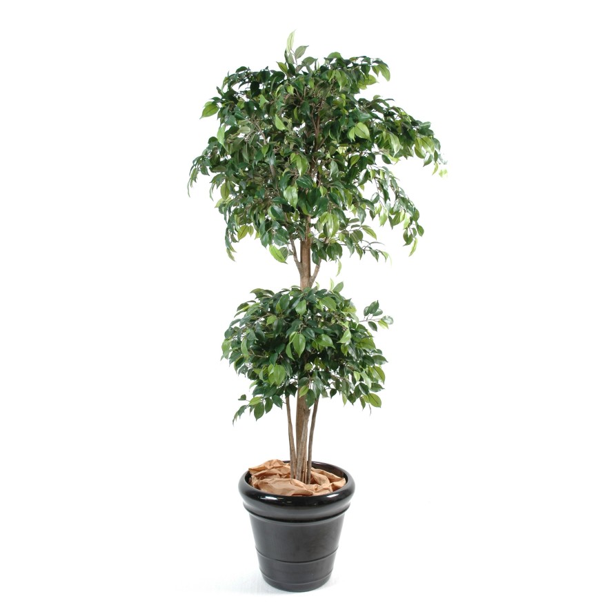 FICUS DOBLE ESFERA