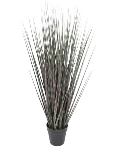 MISCANTHUS ZEBRAGRAS...