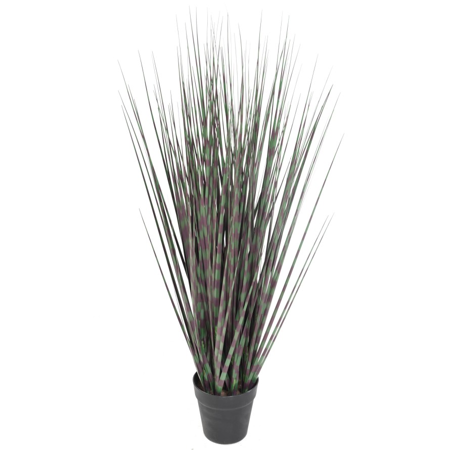 MISCANTHUS ZEBRAGRAS (Chinagras)