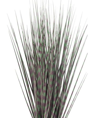 MISCANTHUS ZEBRAGRAS (Chinagras)