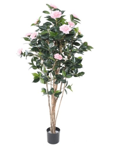 CAMELIA JAPONICA DOBLE NEW