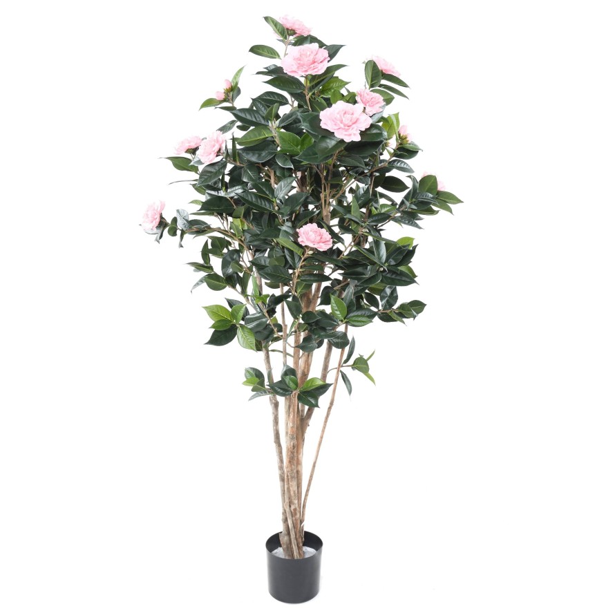Kamelie JAPONICA DOUBLE NEW