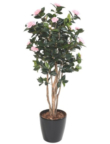 CAMELIA JAPONICA DOBLE NEW