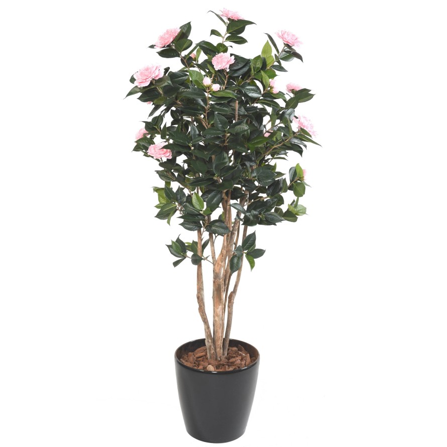 Kamelie JAPONICA DOUBLE NEW