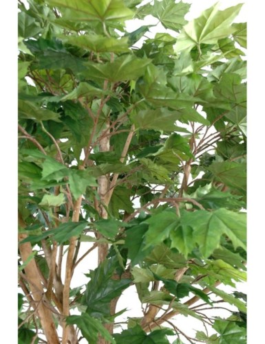 PLÁTANO ÁRBOL CABEZA 260