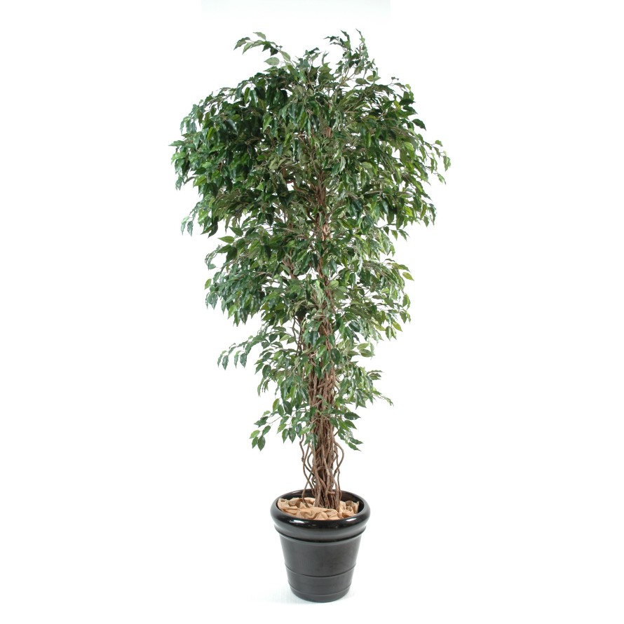 FICUS CREEPERS SL