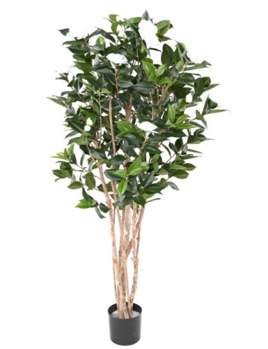 Kamelie JAPONICA DOUBLE NEW