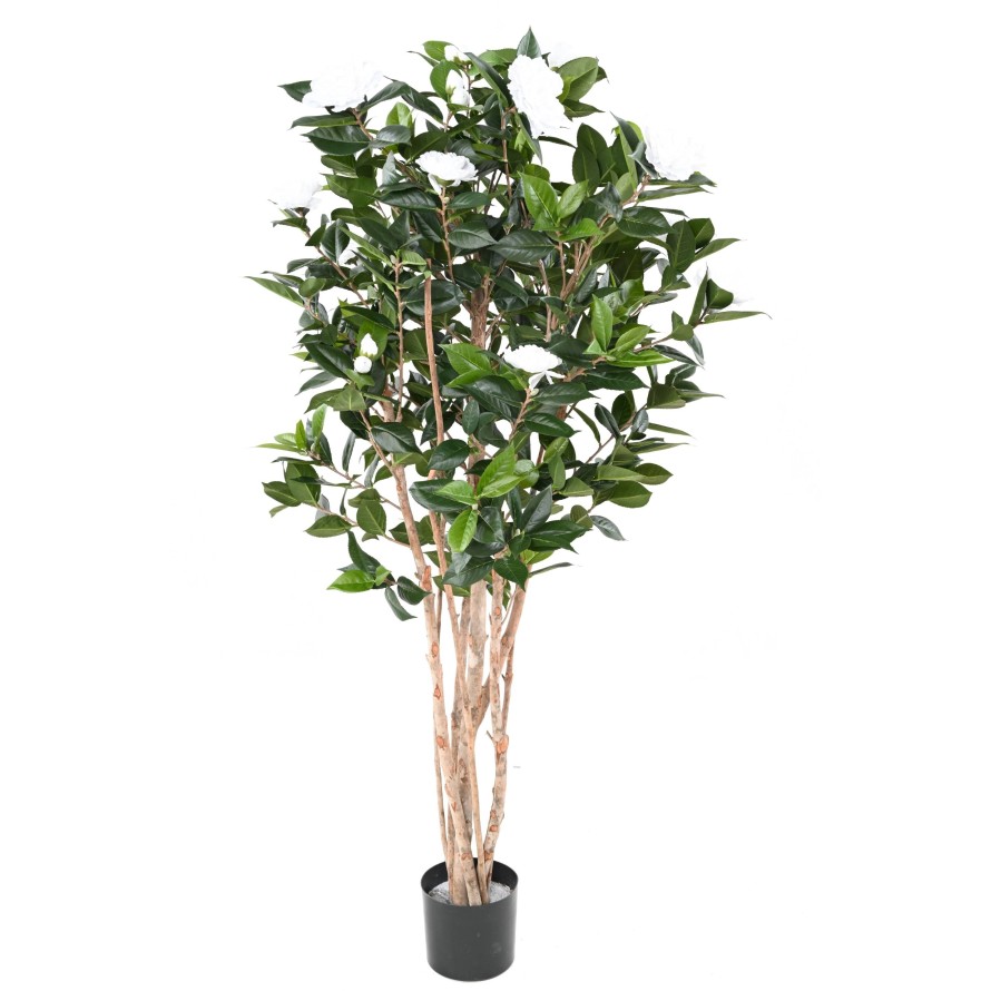 CAMELIA JAPONICA DOBLE NEW