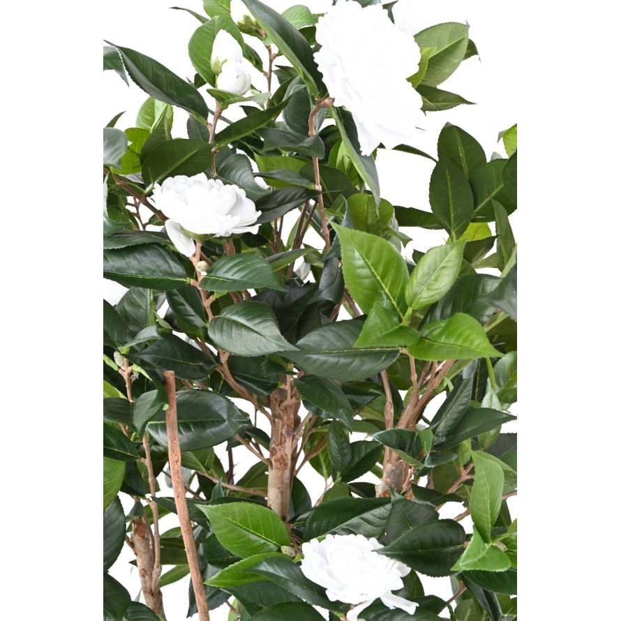 CAMELIA JAPONICA DOBLE NEW