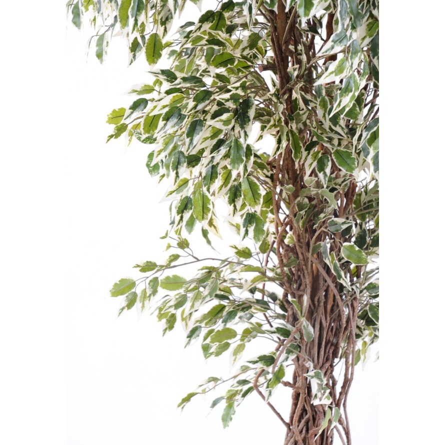 FICUS LIANAS PF