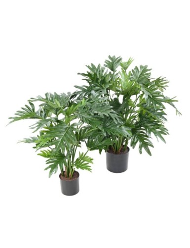 PHILODENDRON SELLOUM