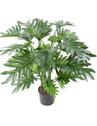 PHILODENDRON SELLOUM
