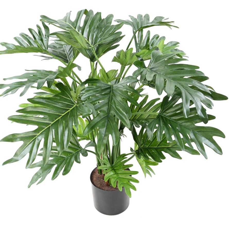 PHILODENDRON SELLOUM