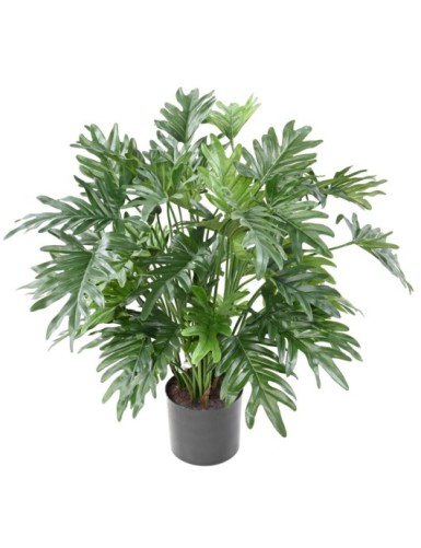 PHILODENDRON SELLOUM