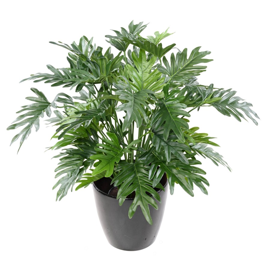 PHILODENDRON SELLOUM