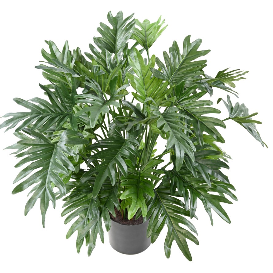 PHILODENDRON SELLOUM