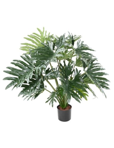 PHILODENDRON SELLOUM