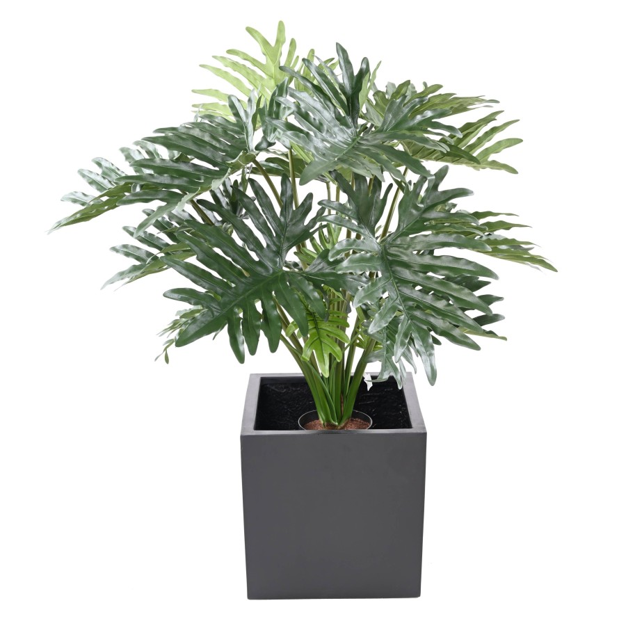 PHILODENDRON SELLOUM