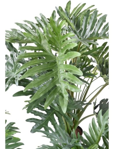 PHILODENDRON SELLOUM