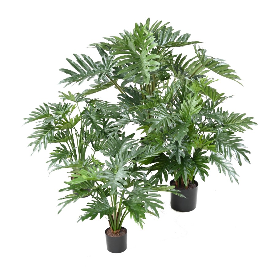 PHILODENDRON SELLOUM