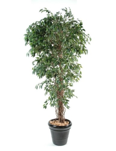 FICUS LIANAS PF