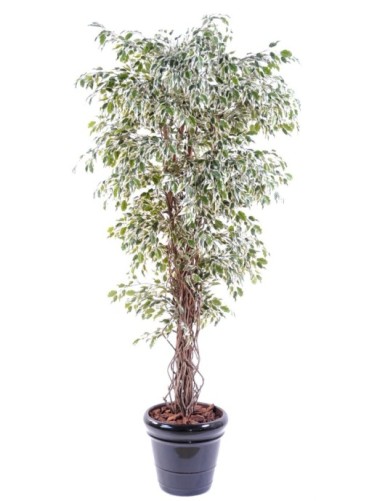 FICUS LIANAS PF