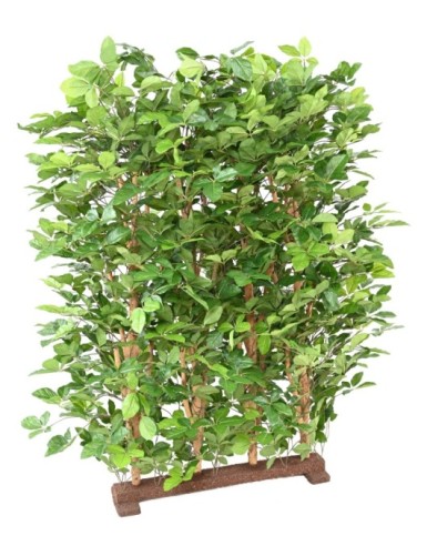 BUCHE GRANDIFOLIA HECKE 145
