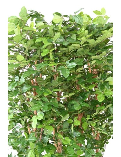 BUCHE GRANDIFOLIA HECKE 145