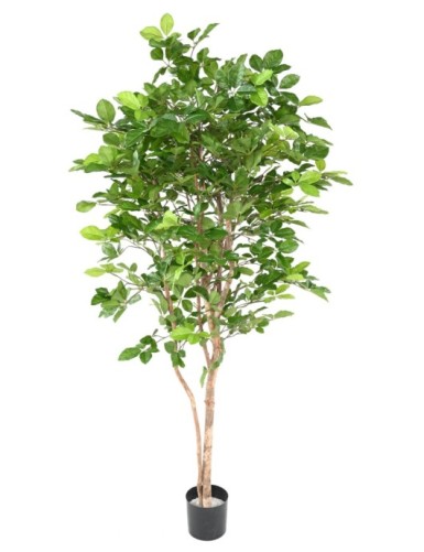 HAYA GRANDIFOLIA 190