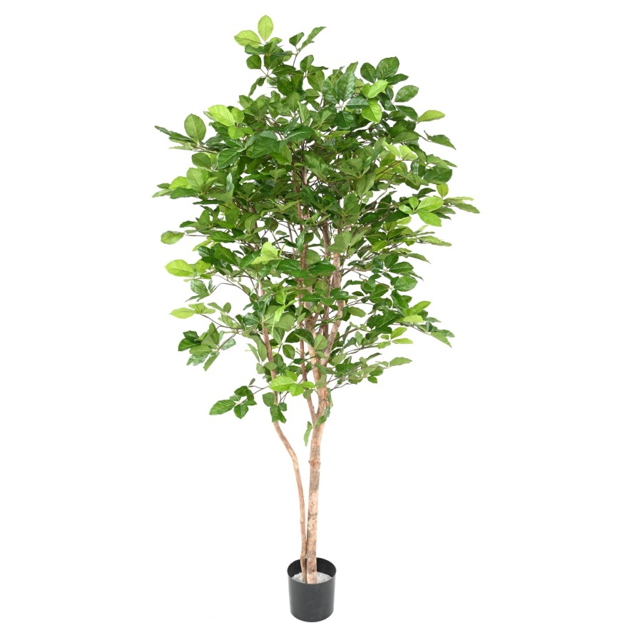 BUCHE GRANDIFOLIA 190