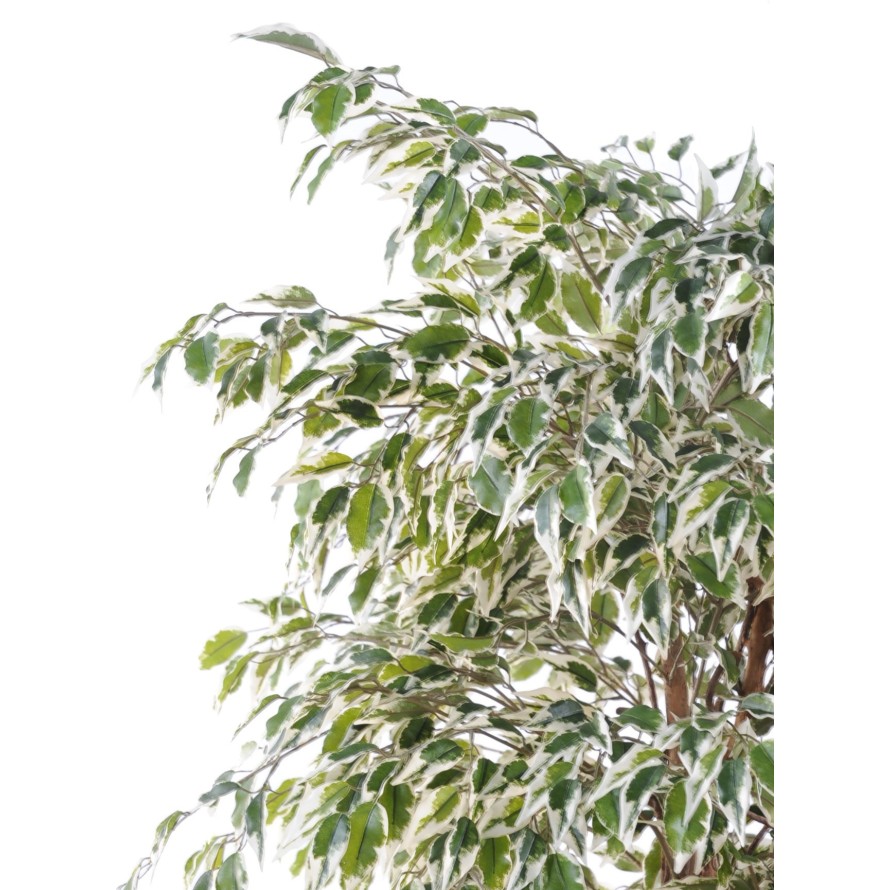 FICUS LIANAS PF