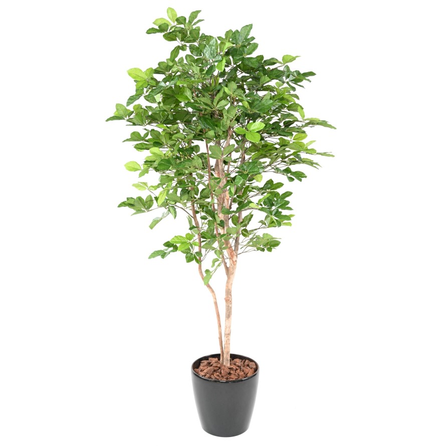 HAYA GRANDIFOLIA 190