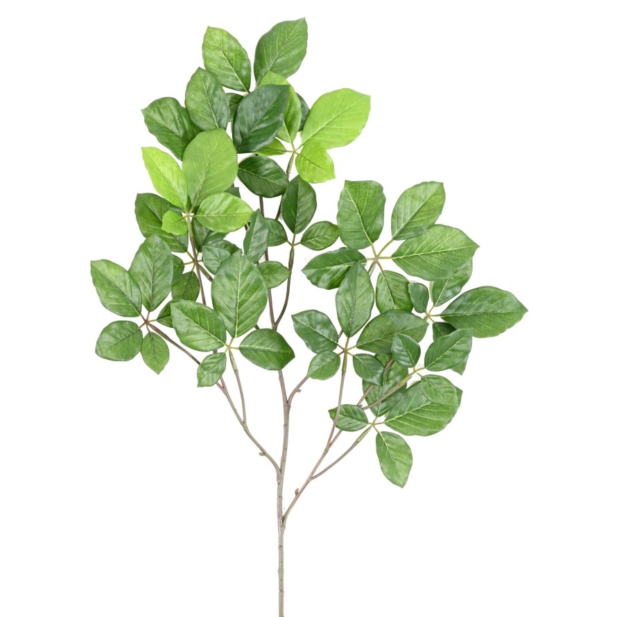 BUCHE GRANDIFOLIA ZWEIG