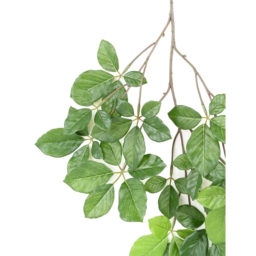 HAYA GRANDIFOLIA RAMA