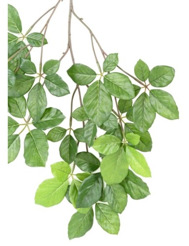 BUCHE GRANDIFOLIA ZWEIG