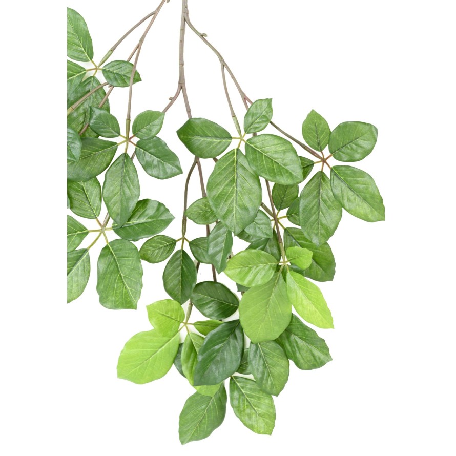 HAYA GRANDIFOLIA RAMA