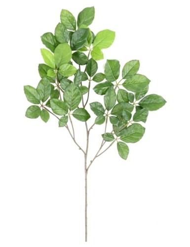 HAYA GRANDIFOLIA RAMA