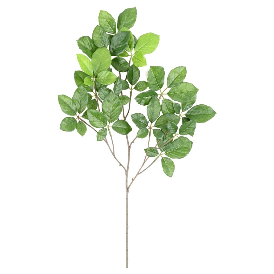 BUCHE GRANDIFOLIA ZWEIG