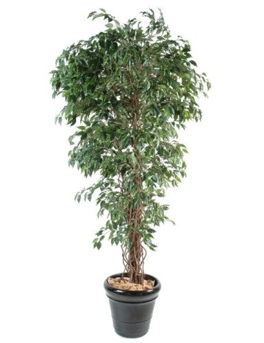 FICUS LIANAS PF