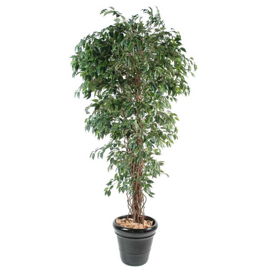 FICUS CREEPERS SL