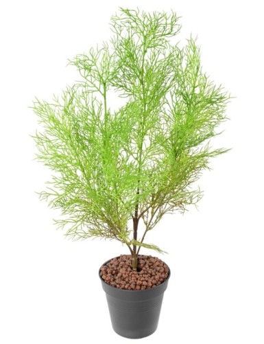 ZIERSPARGEL FEIN STECKSTAB