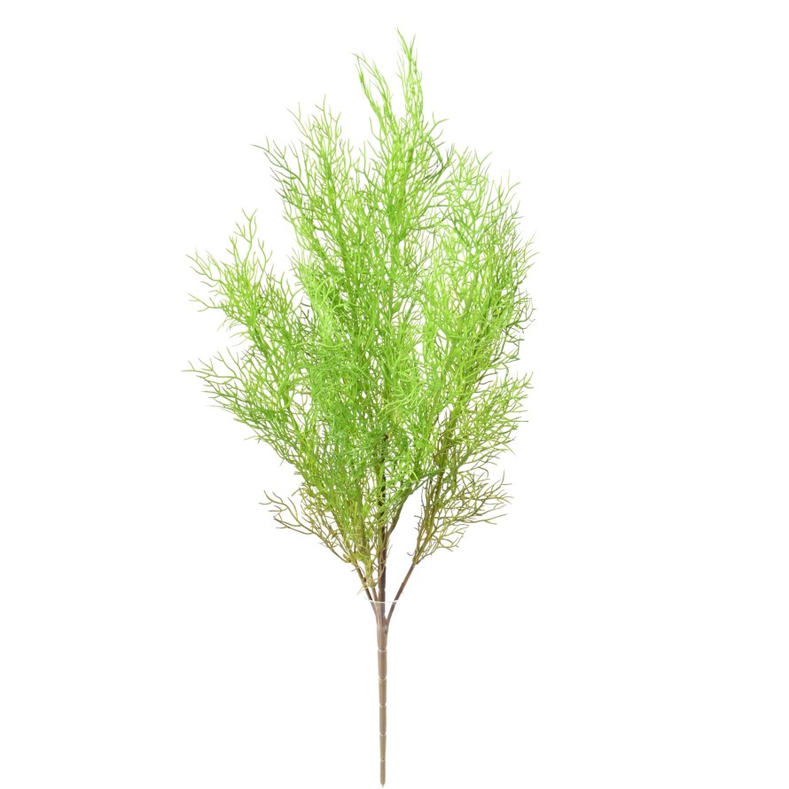 ESPÁRRAGO FINO SIN MACETA