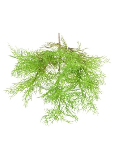 ESPÁRRAGO FINO SIN MACETA