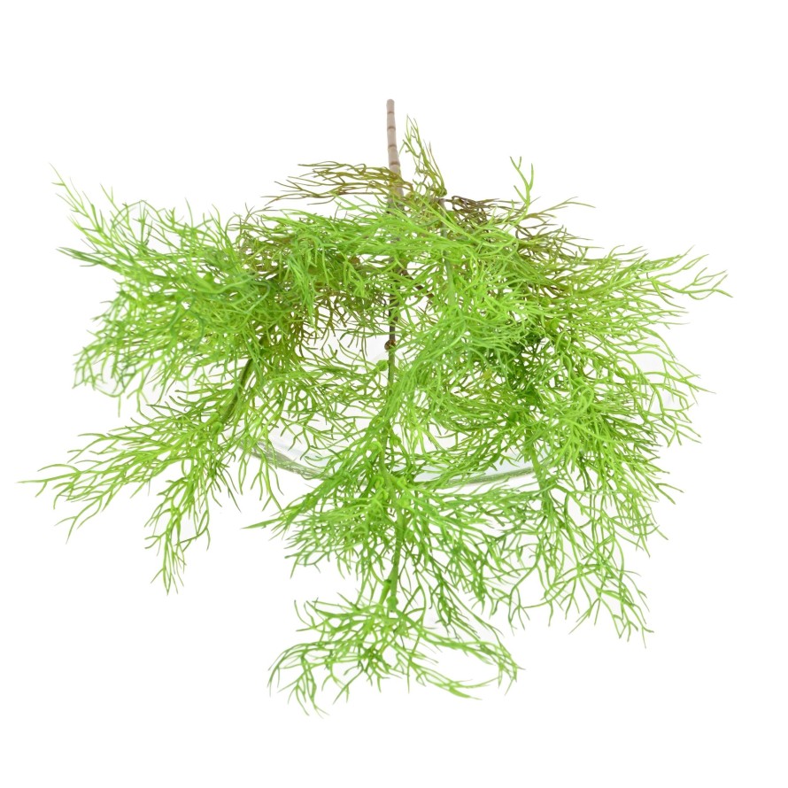 ESPÁRRAGO FINO SIN MACETA