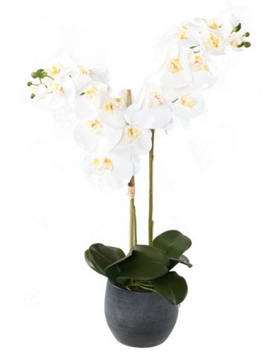 STRAUSS PHALAENOPSIS *9 IM...
