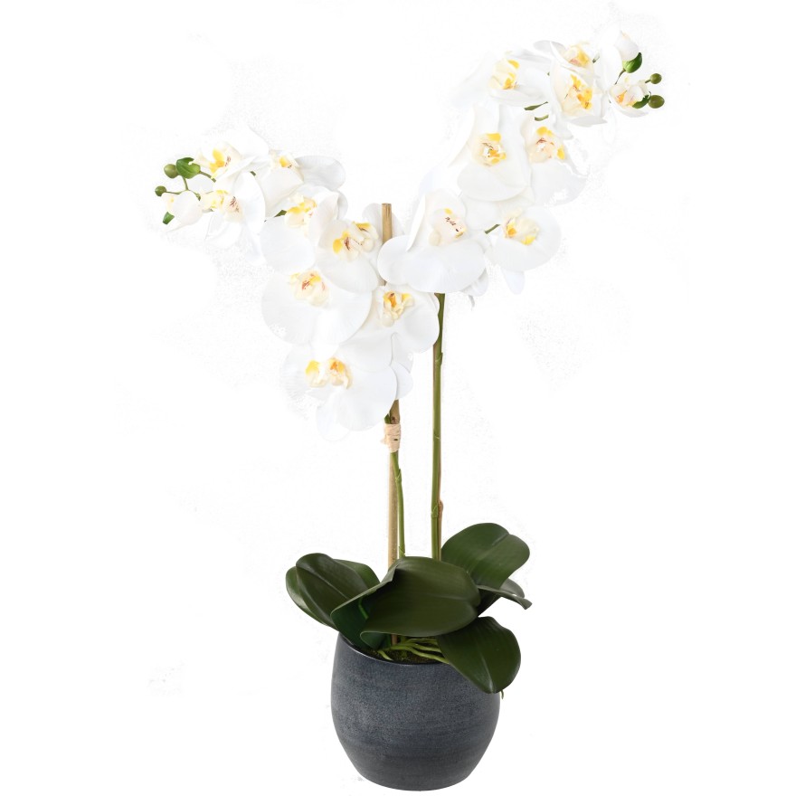 STRAUSS PHALAENOPSIS *9 IM GRAFIT-TOPF
