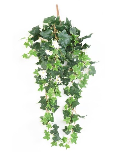 HIEDRA HOLANDESA EN FLOR 90