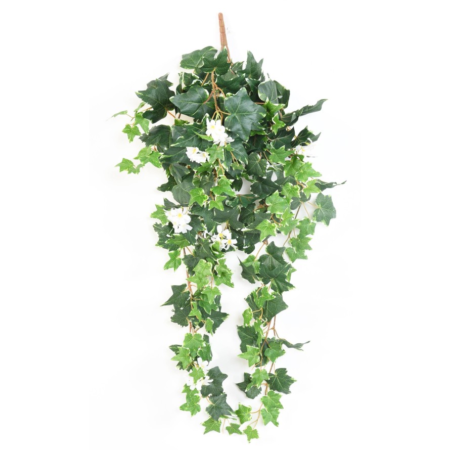 HIEDRA HOLANDESA EN FLOR 90